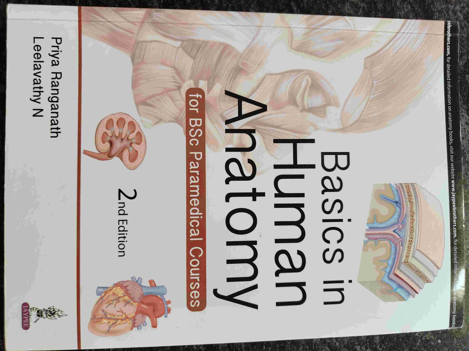 Basics In Human Anatomy